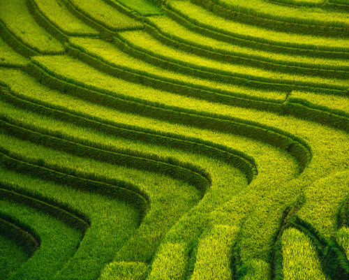 China Growth